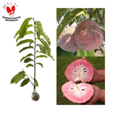 Tanaman Srikaya San Pablo