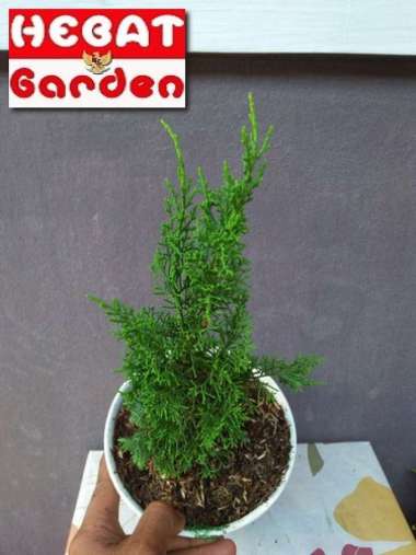 Cemara Sargenti Bahan Bonsai untuk pemula