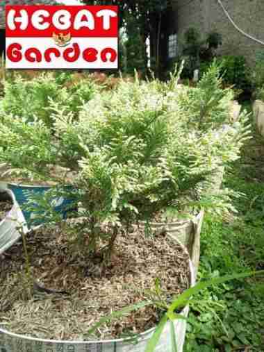 Tanaman Cemara Angin rebah - chamaecyparis lawsoniana silverqueen