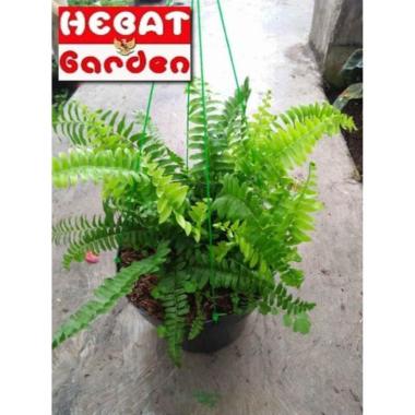 Tanaman pakis boston-Nephrolepis exaltata