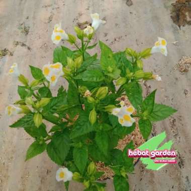 Torenia bunga putih -Torenia fournieri white