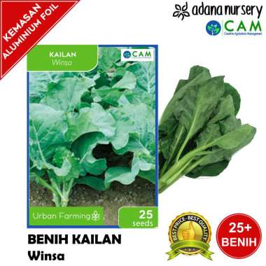 Benih / Biji Kailan / Chinese Kale - Winsa - Berkualitas - 25 Seeds