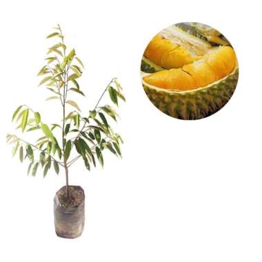 Jual Buah Durian Monthong Online Terbaru Mei 2021 Blibli