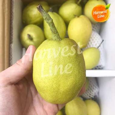 BUAH PIR XIANG LI PEAR XIANG LIE 500 gram [HARVEST LINE]