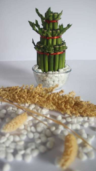 PAKET BAMBU CINA BATU HIAS CORAL MANGKOK KECIL KACA POT VAS LUCKY BAMBU HIASAN RUMAH TAMAN coral put