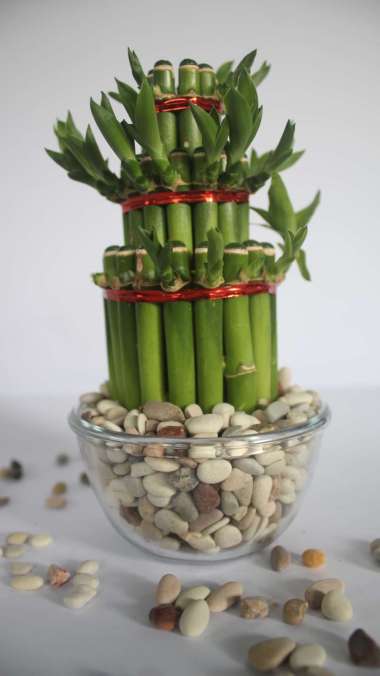 PAKET BAMBU CINA BATU HIAS CORAL MANGKOK KECIL KACA POT VAS LUCKY BAMBU HIASAN RUMAH TAMAN coral pan