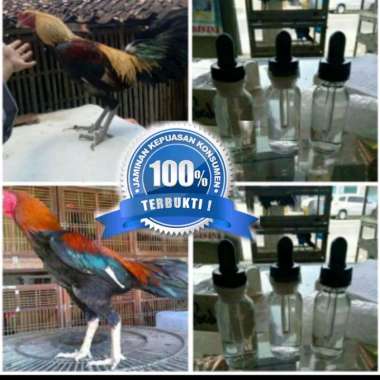 RACING HORSE DOPING AYAM ADUAN SUPER KUAT