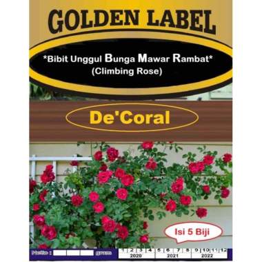 Bibit Unggul Bunga Mawar Rambat Climbing Rose|Benih Bunga Mawar Rambat