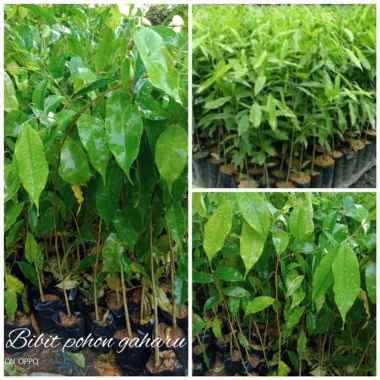Bibit tanaman pohon gaharu super unggul berkuwalits