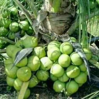 Tanaman bibit buah kelapa hibrida