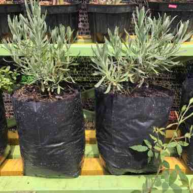 BIBIT LAVENDER UNGU ASLI TANAMAN BUNGA SIAP TANAM PENGUSIR NYAMUK