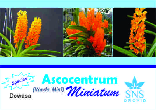 Vanda Asco Mini Dewasa Siap Bunga Anggrek Ascocentrum Miniatum Species Unik Spesi Ramai