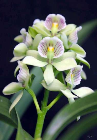 PROMO Tanaman hias anggrek dendrobium seedlling bunga hijau muda - tanaman hidup - bunga anggrek