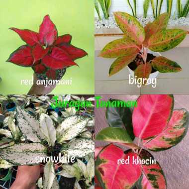 paket 4 jenis aglonema