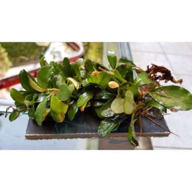 TANAMAN AQUASCAPE BUCE MINI COIN LEMPENG BUCEPHALANDRA