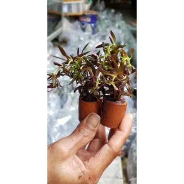 TANAMAN AQUASCAPE AROMATICA