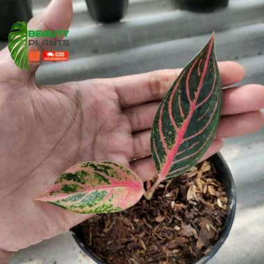 bibit bunga aglonema baby POS/Red Sumatera daun 1-3 daun