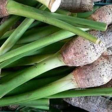 Batang Daun Talas