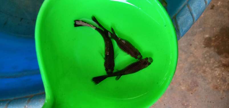 Guppy black moscow betina