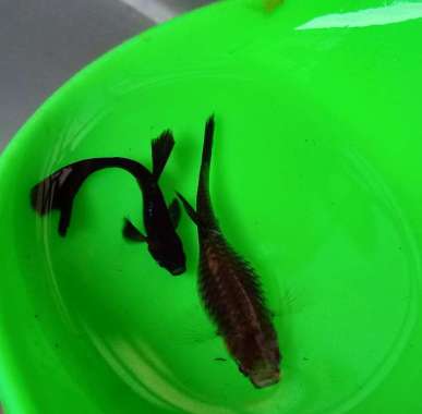 Guppy black moscow sepasang