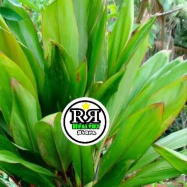 PROMO Bungkus bakcang/bacang daun hanjuang 1kg berkualitas