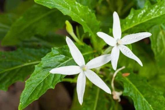 DAUN KITOLOD SEGAR JANGAR