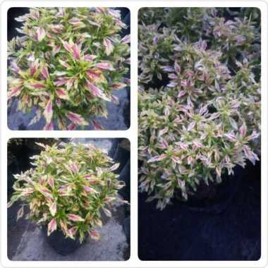 (COD) Tanaman hias bunga miana ladylaow