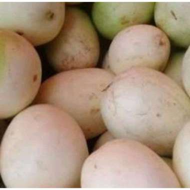 Buah Timun Suri Timun Mas Manohara 1Kg