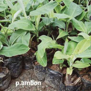Bibit Buah Pisang Ambon Tunas bibit promo