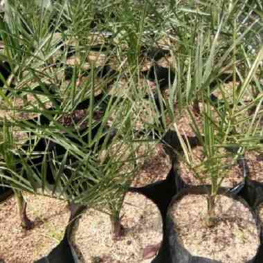 tanaman hias bibit kurma pohon korma