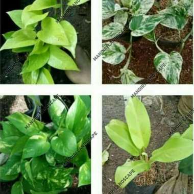 Paket 4 Tanaman Hias Sirih Gading - Lemon - Varigata - Hijau - Centong
