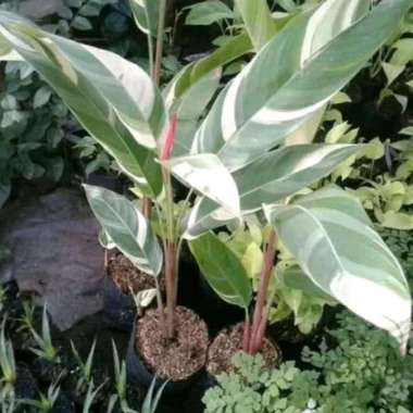 tanaman hias pisang pisangan helicornia variegata