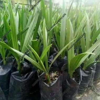 Bibit Pohon Kurma Azwa - Tanaman Kurma Azwa