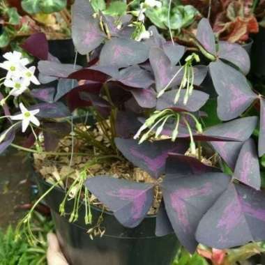 PROMO Tanaman hias daun kupukupu ungu kupu kupu oxalis tanaman unik
