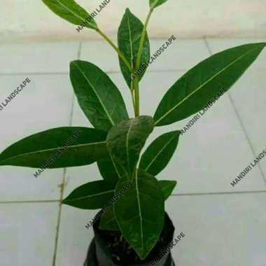 Tanaman Hias Tabebuya Pink - Bibit Pohon Tabebuya Bunga Pink