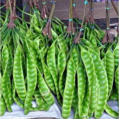 Jual Pete / petai segar - per 40 papan