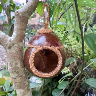 GLODOK BATOK KELAPA SARANG BURUNG LOVEBIRD PARKIT TUPAI UNIK VARIASI