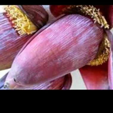 Jual Jantung Pisang Kepok Fresh