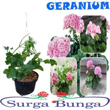 Bibit Tanaman Bunga Geranium Gantung Pink