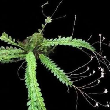 Anggrek spesies Appendicula elegans Dewasa