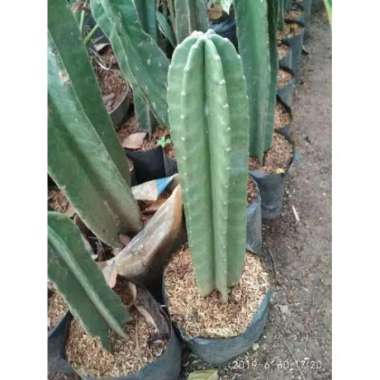 tanaman hias kaktus hias kaktus koboi