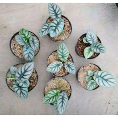 PROMO Tanaman hias Alocasia silver dragon alokasia tengkorak silver