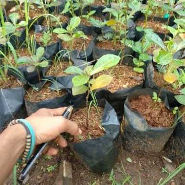 bibit tanaman hias ketapang kencana - bibit pohon Ketapang kencana