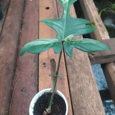 Tanaman hias Philodendrum florida beauty varigata/flobe varigata