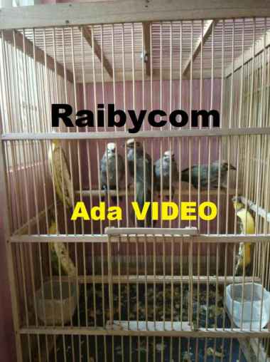 Burung Cucak Rowo Remaja Cucak Rawa Ternak Penangkaran Bukan Hutan