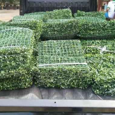 tanaman hias rambat dolar sintetis artifical - rumput dolar sintetis