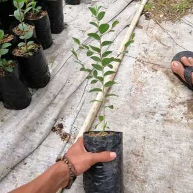 tanaman ajaib bidara arab/pohon ruqia bidara arab