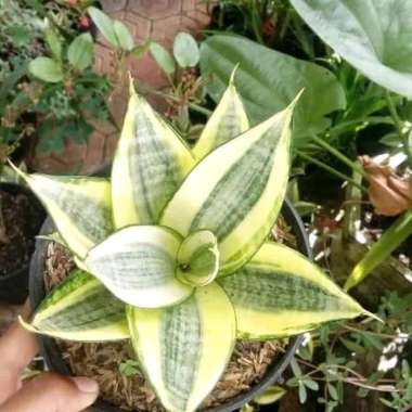 Sansivera Mini Golden Hanhi - Tanaman Hias Sansivera Mini Golden