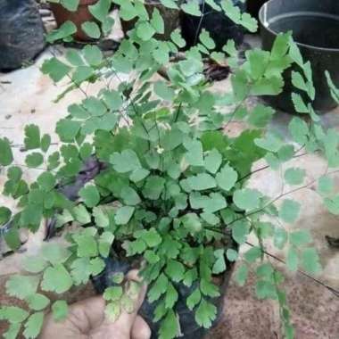 tanaman hias suplir - pohon pakis suplir
