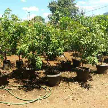 Pohon Buah Lengkeng Sudah Berbuah.//Pohon Buah Lengkeng.